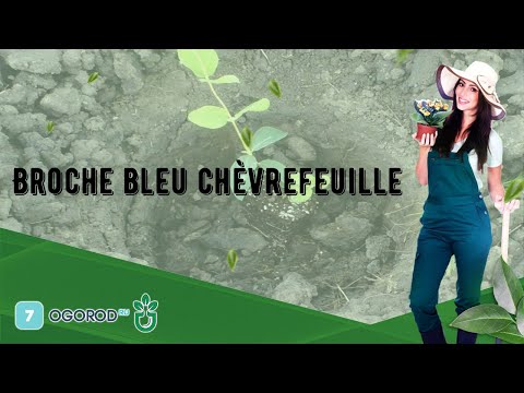 Vidéo: Chèvrefeuille Bleu