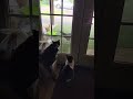 unsolved mystery..what do the cats see!?