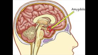 Ode to the brain