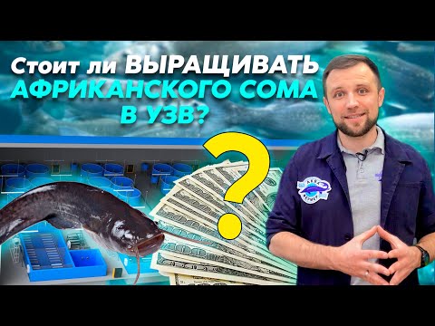 ТОП 10 ПЛЮСОВ и МИНУСОВ выращивания АФРИКАНСКОГО СОМА | Подходит ли АФРИКАНСКИЙ СОМ для БИЗНЕСА УЗВ?