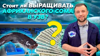 видео: ТОП 10 ПЛЮСОВ и МИНУСОВ выращивания АФРИКАНСКОГО СОМА | Подходит ли АФРИКАНСКИЙ СОМ для БИЗНЕСА УЗВ? картинка: ТОП 10 ПЛЮСОВ и МИНУСОВ выращивания АФРИКАНСКОГО СОМА | Подходит ли АФРИКАНСКИЙ СОМ для БИЗНЕСА УЗВ?