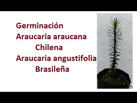 Vídeo: Araucária Chilena