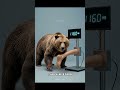 Which Animal Can Sever a Human Leg in One Bite? #shorts