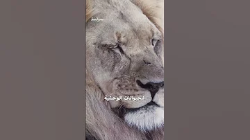 الماساي أغرب قبائل أفريقيا وأكثرها وحشية 