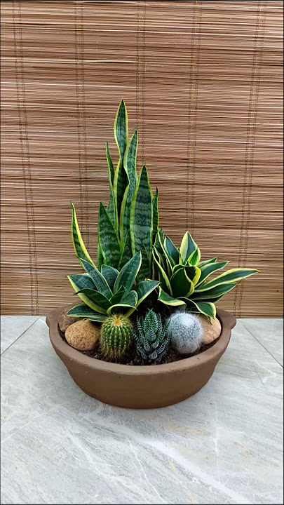 Easy Arrangement for Snake Plants and Cacti🪴 #plants #decoration #design #homedecor #houseplants
