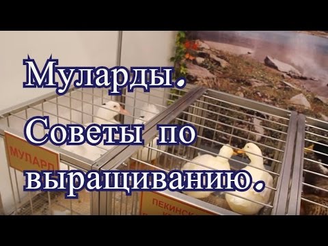 Муларды. Советы по выращиванию с Выставки Золотая Осень 2016.