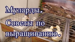 ⁣Муларды. Советы по выращиванию с Выставки Золотая Осень 2016.