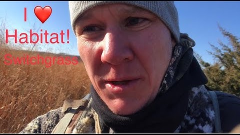 Switchgrass establishment part 2 - Iowawhitetail