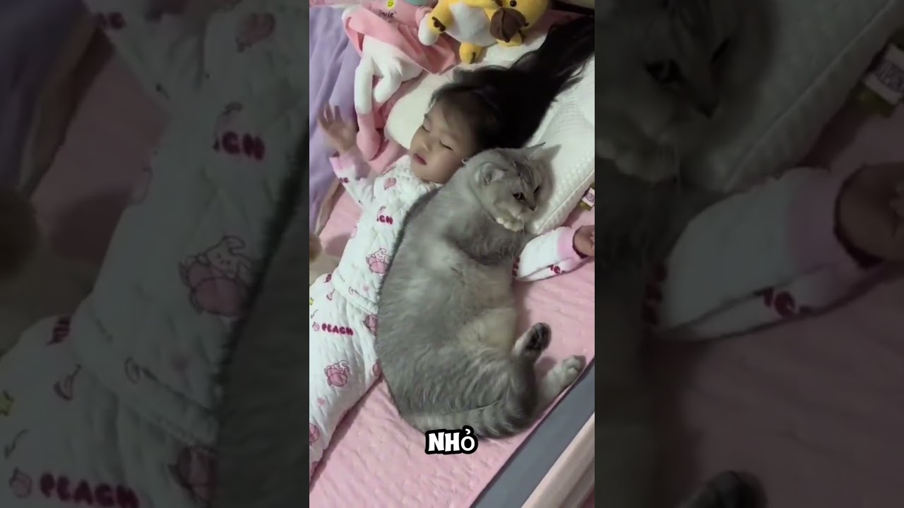 Chú Mèo Này Chỉ Muốn Ngủ Cạnh Cô Bé