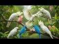 ⭐ Tranquil Piano Music and Bird Sounds Serene Nature Ambience for Rest, Calm and Healing