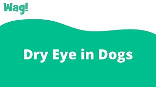 Dry Eye in Dogs | Wag!