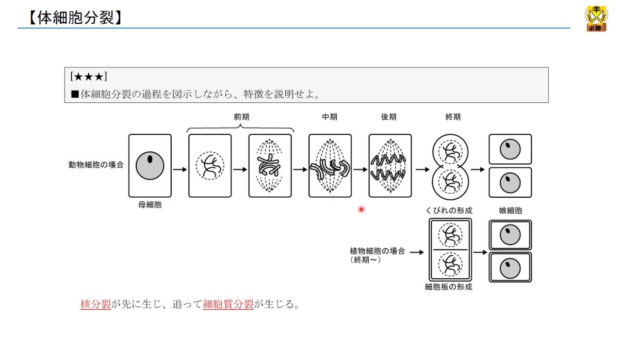 体細胞分裂 高校生物 Youtube