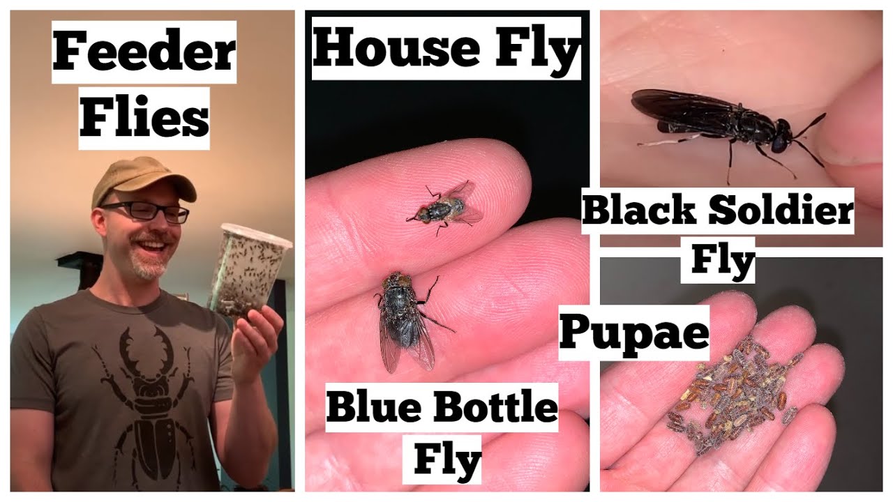 How To Use Feeder Flies Including House Flies, Blue Bottle Flies