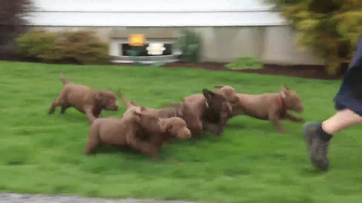 Chocolate Lab Puppies For Sale Raymond Lapp