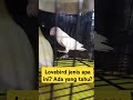 Lovebird Jenis apaa ini?