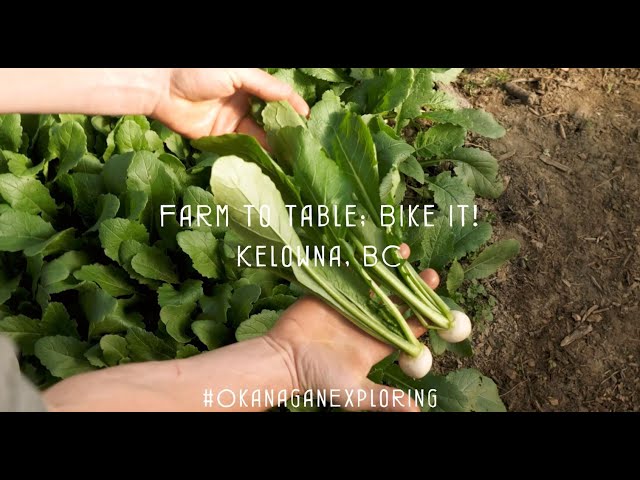 Watch Kelowna freestyle: Cycle, forage, eat, drink #OkanaganExploring on YouTube.