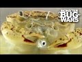 Freshwater Crab Vs Tiger Leech | MONSTER BUG WARS