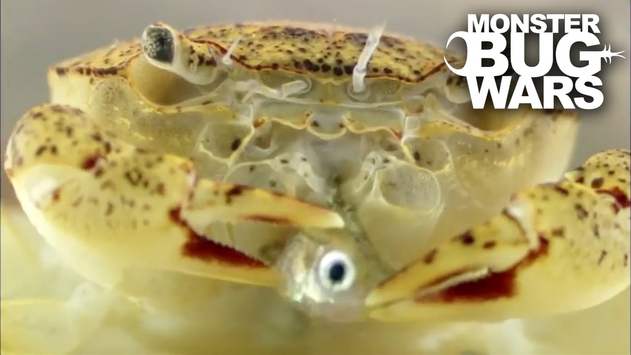 Freshwater Crab Vs Tiger Leech | MONSTER BUG WARS