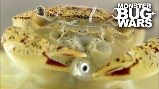 Freshwater Crab Vs Tiger Leech | MONSTER BUG WARS