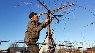 Обрезка винограда с высоким штамбом на разных опорах