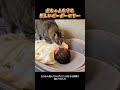 赤ちゃんを守る優しいボーダーコリー # 可愛いペット
