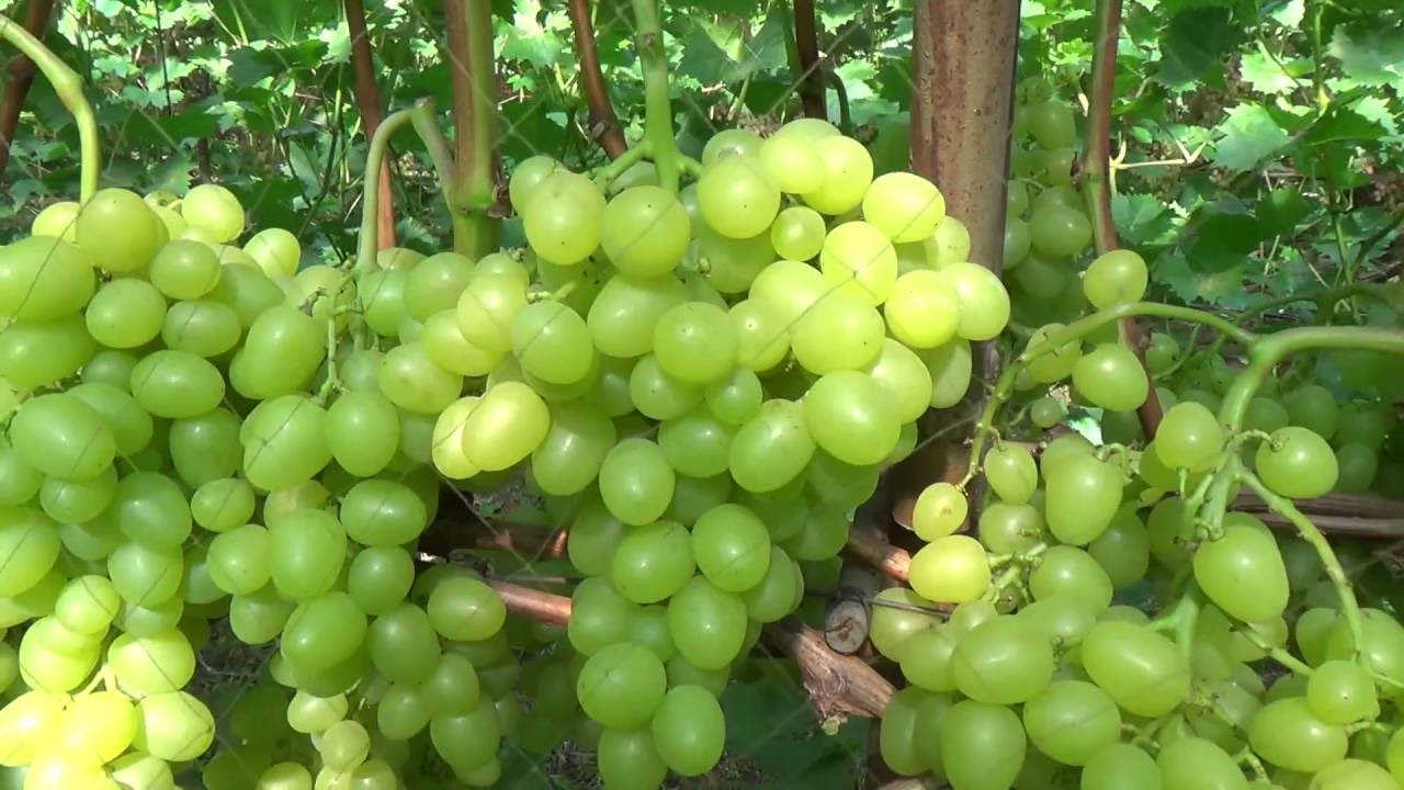 Аркадия на 15.08. Урожай 2016г