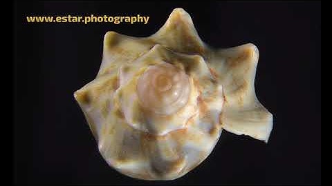 Focus Stack Tutorial for Linux using Enfuse in the Terminal