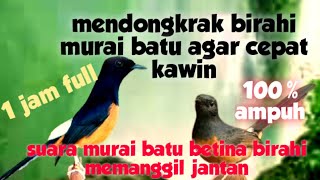 suara murai batu betina birahi memanggil jantan|| mendongkrak birahi murai batu agar cepat kawin