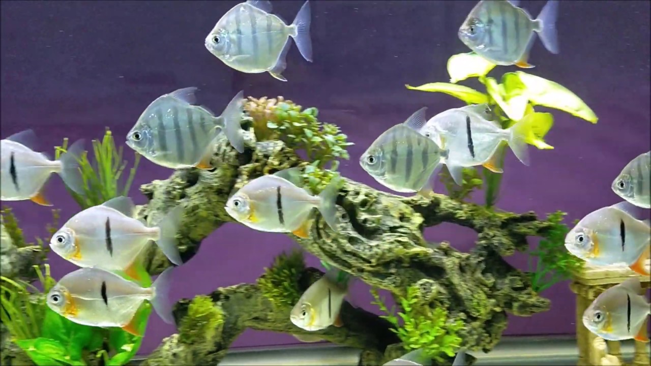 Update Aquarium Silver Dollar & Archer Fish YouTube