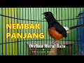 Sekali Coba Murai Batu Apapun Bakal Nyaut Gacor Dan Fighter Mp3 - Mp4 Download