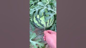 Come on #foryou #tiktokfood