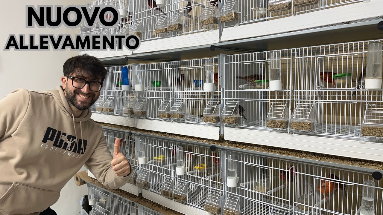 IL MIO ALLEVAMENTO 2026: Tour Completo e Segreti di Gestione Canarini!