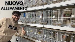 IL MIO ALLEVAMENTO 2026: Tour Completo e Segreti di Gestione Canarini!