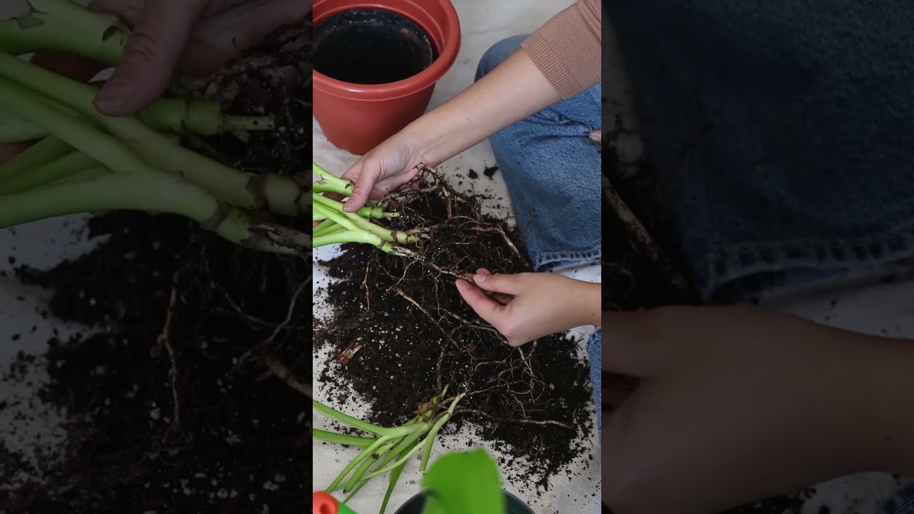 How Some Plants Actually Count Their Water Intake