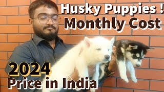 Siberian husky puppies | Secrets to Caring for Siberian Husky Puppies in Hot weather