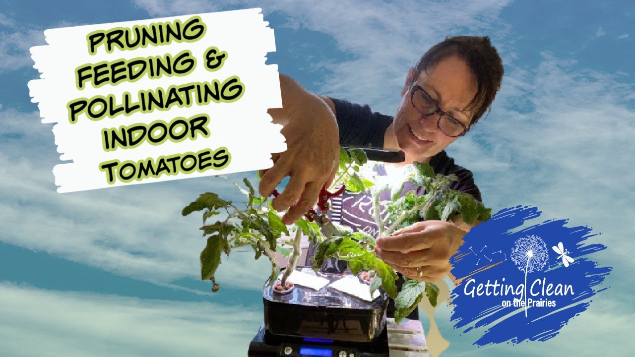 Pruning, Feeding & Pollinating my Aerogarden Tomatoes Growing Food