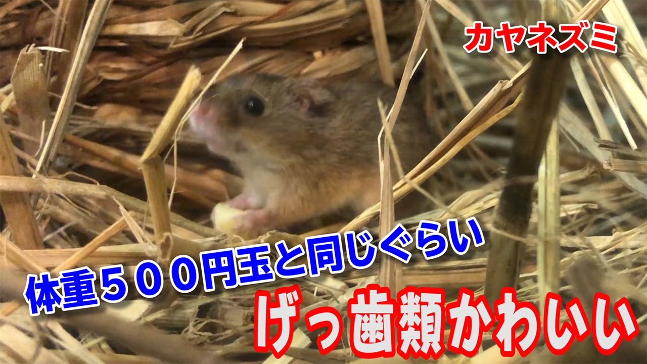 カヤネズミのなかまたちのエサの食べ方がとても器用でかわいい Youtube カヤネズミのなかまたちのエサの食べ方がとても器用でかわいい Youtube