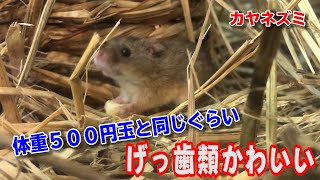 カヤネズミのなかまたちのエサの食べ方がとても器用でかわいい！