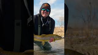 Fall Fly Fishing Explained: 4 Tactics for ALL Anglers