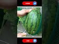 Watermelon 🍉#gardening #farming #easyfarming #growingplants #viralvideo