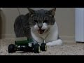 Cats and dogs react to RC toys - Funny animal compilation