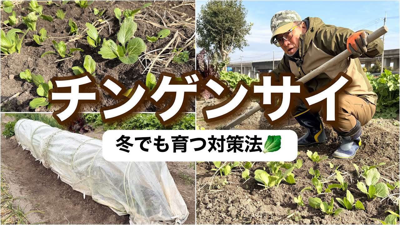 【家庭菜園】冬のチンゲンサイの育て方🥬植え替えとビニールハウスで対策！