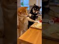 わんこ料理🍳🐶 Dog Cooking#dog #cute #kawaii #funny #cooking #chef #aivideo #pet #shorts #baby #kawaii