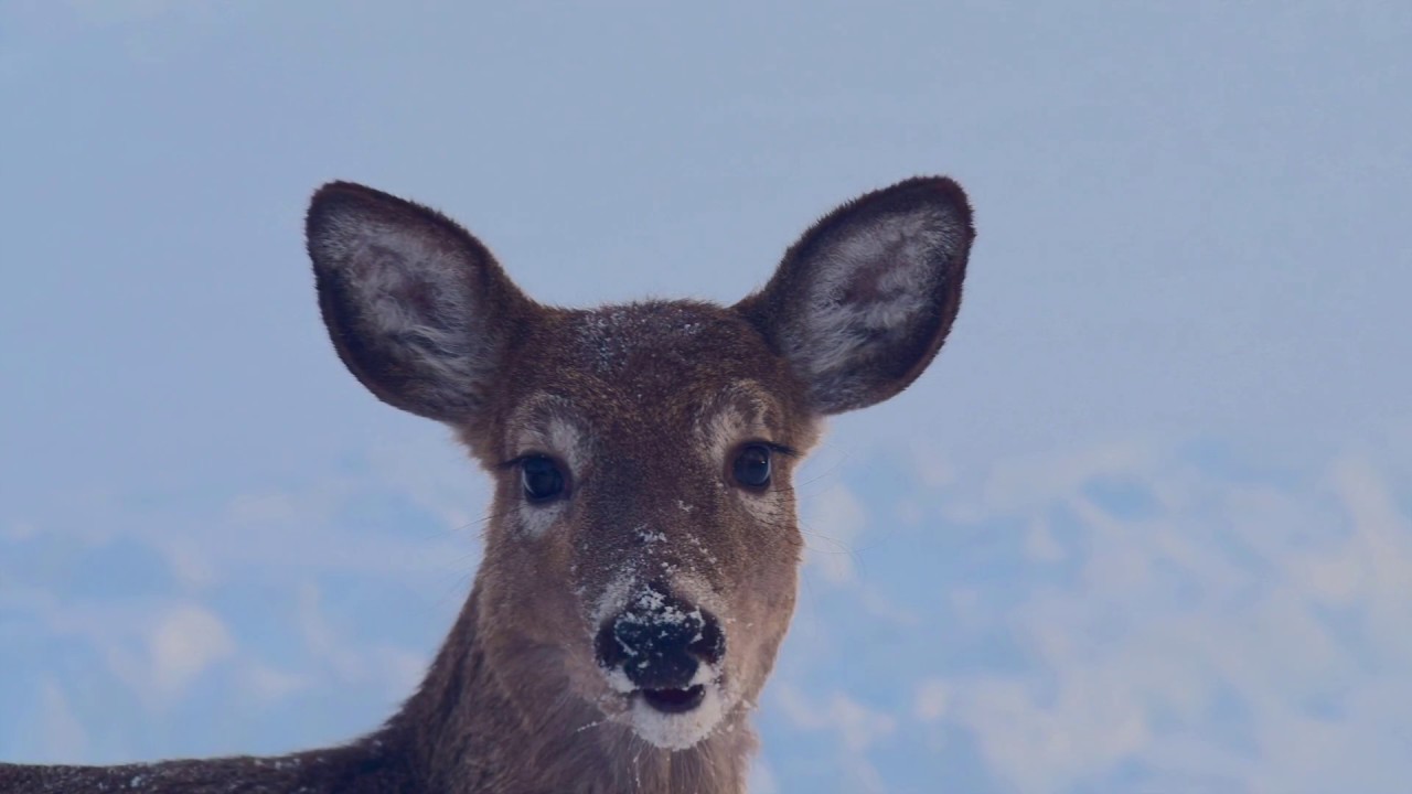 CAVATINA - The Deer Hunter (Stanley Myers) from the album Heartstrings by AL MARCONI