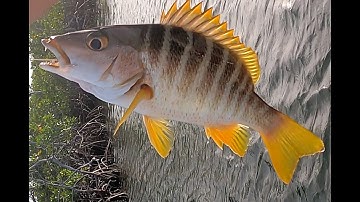 Snapper Fishing in South Creek Key Largo  First Day to Use Gofish Camera