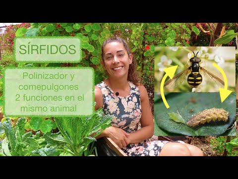 Video: Larvas y huevos de sírfidos: cómo encontrar moscas sírfidas en el jardín