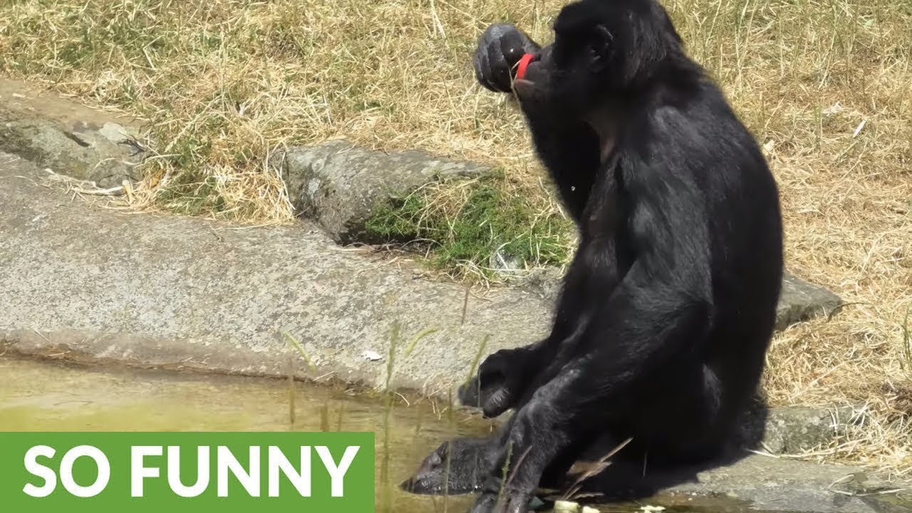 Sophisticated ape drinks water the classy way YouTube