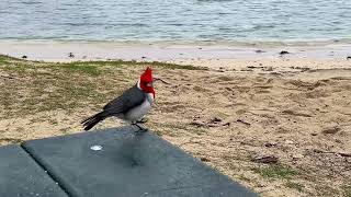 Can't stop watching these red-crested cardinals by the beach ❤️