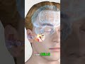 How Your Ear Converts Sound Into Brain Signals 😳 #facts #science #shorts #ytshorts #ear