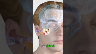 How Your Ear Converts Sound Into Brain Signals 😳 #facts #science #shorts  #ytshorts #ear